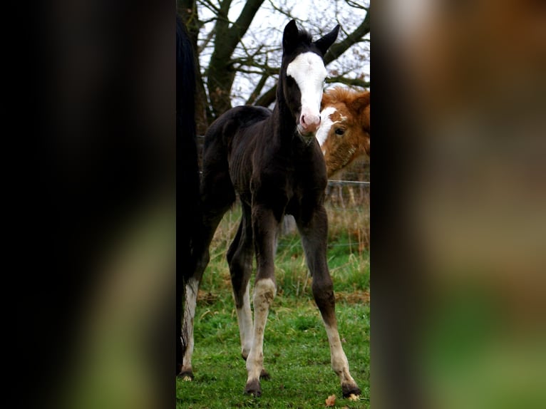 American Paint Horse Merrie Veulen (03/2026) 150 cm Overo-alle-kleuren in Velpke