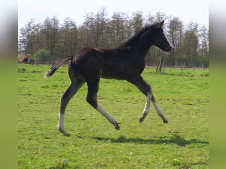 American Paint Horse Merrie Veulen (03/2026) 150 cm Overo-alle-kleuren in Velpke