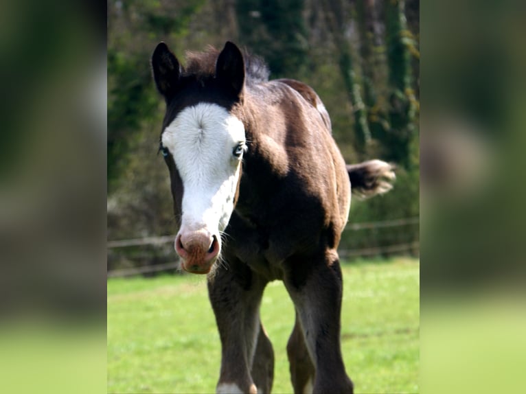American Paint Horse Merrie Veulen (03/2026) 150 cm Overo-alle-kleuren in Velpke