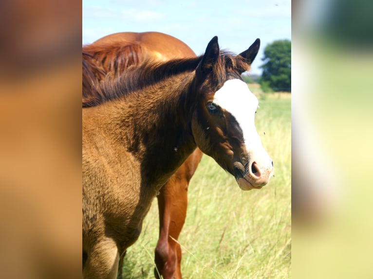 American Paint Horse Merrie Veulen (03/2026) 150 cm Overo-alle-kleuren in Velpke