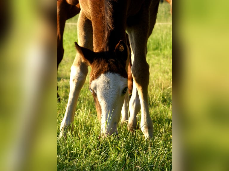 American Paint Horse Merrie Veulen (03/2026) 150 cm Overo-alle-kleuren in Velpke