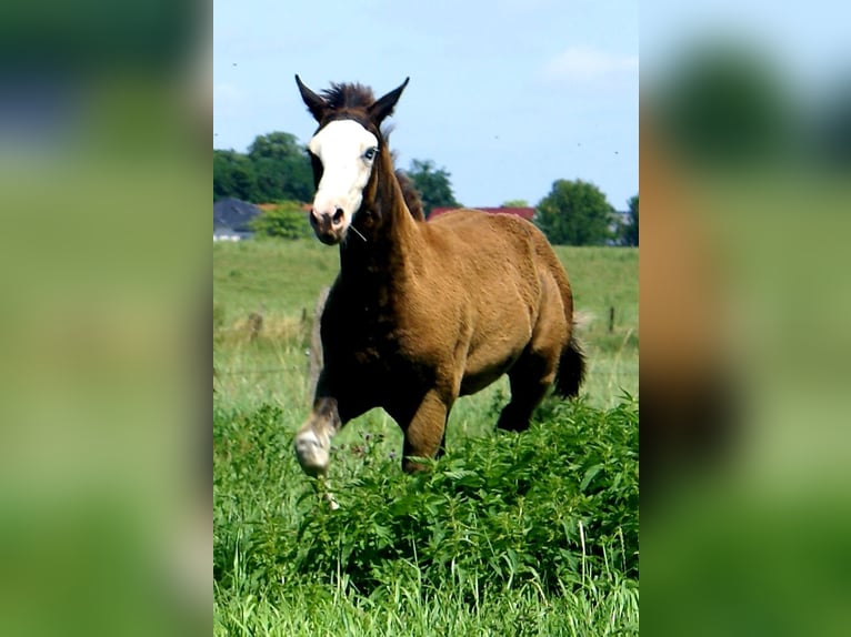 American Paint Horse Merrie Veulen (03/2026) 150 cm Overo-alle-kleuren in Velpke