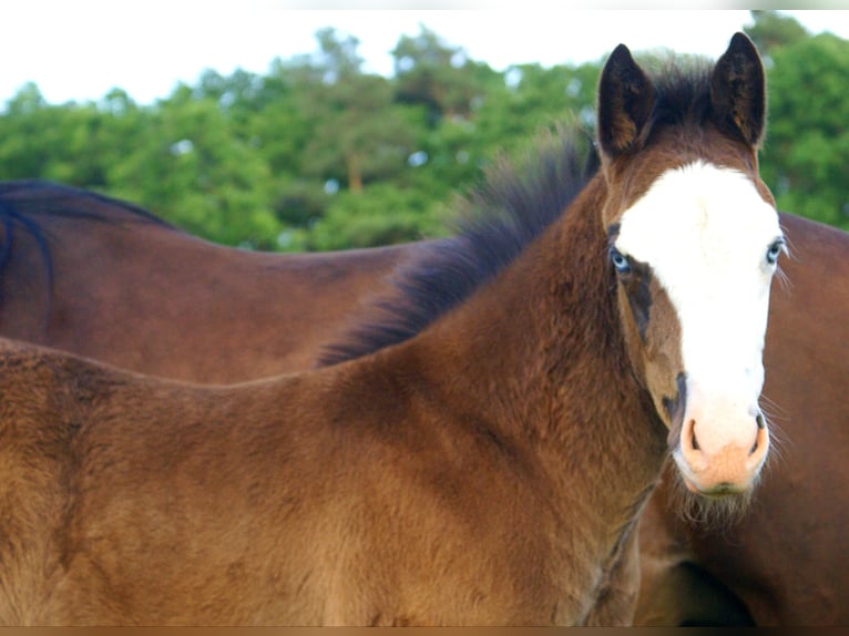 American Paint Horse Merrie Veulen (03/2026) 150 cm Overo-alle-kleuren in Velpke