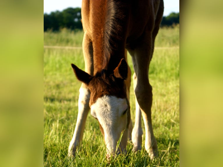 American Paint Horse Merrie Veulen (03/2026) 150 cm Overo-alle-kleuren in Velpke