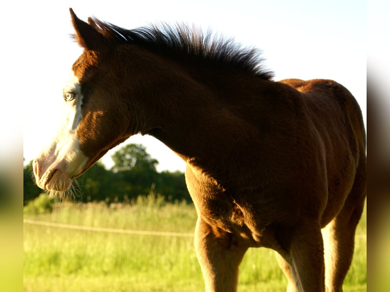 American Paint Horse Merrie Veulen (03/2026) 150 cm Overo-alle-kleuren in Velpke