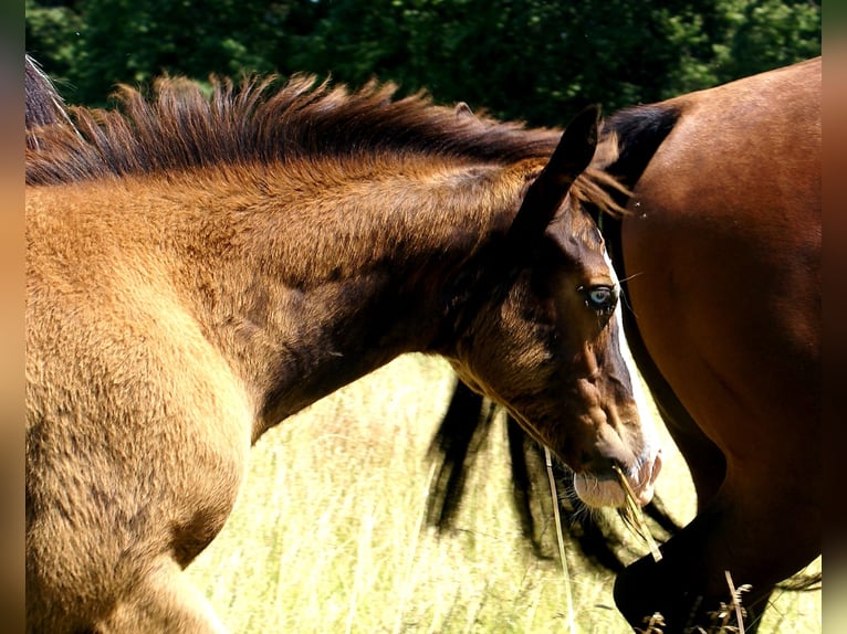 American Paint Horse Merrie Veulen (03/2026) 150 cm Overo-alle-kleuren in Velpke