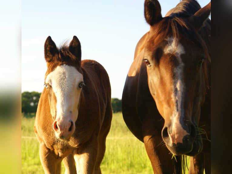 American Paint Horse Merrie Veulen (03/2026) 150 cm Overo-alle-kleuren in Velpke
