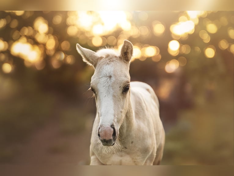 American Paint Horse Merrie Veulen (04/2025) 150 cm Palomino in Aachen