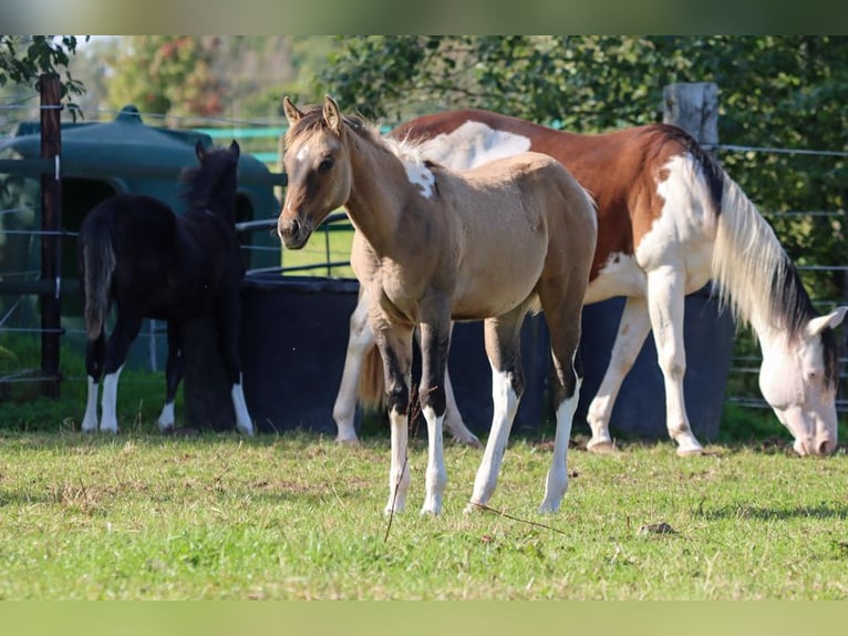 American Paint Horse Merrie Veulen (05/2025) 150 cm Tobiano-alle-kleuren in Hellenthal