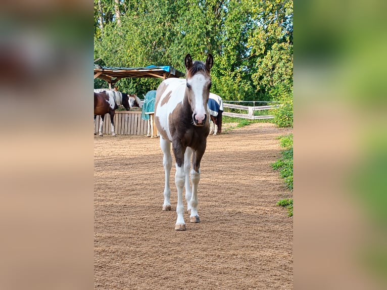 American Paint Horse Merrie Veulen (04/2026) 152 cm Gevlekt-paard in Danstedt