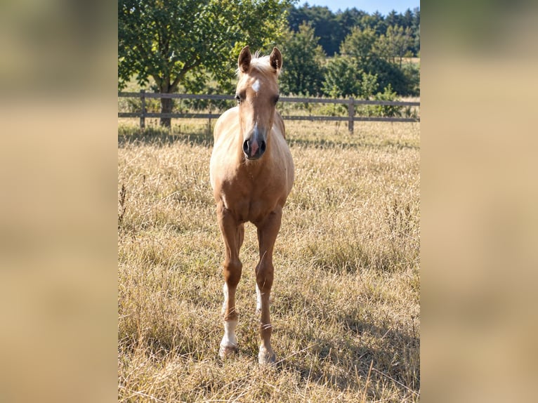 American Paint Horse Merrie Veulen (05/2026) 152 cm Palomino in Kruchten