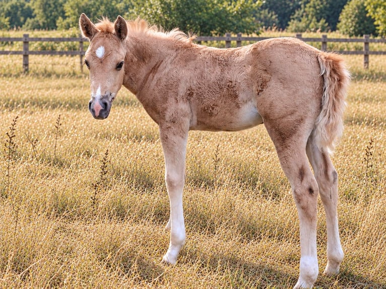 American Paint Horse Merrie Veulen (05/2026) 152 cm Palomino in Kruchten