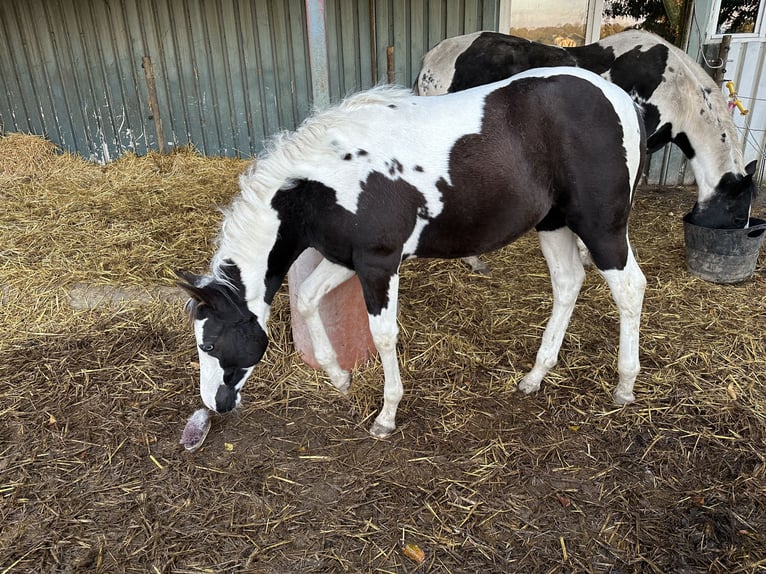 American Paint Horse Merrie Veulen (06/2026) 152 cm Tobiano-alle-kleuren in Brüggen