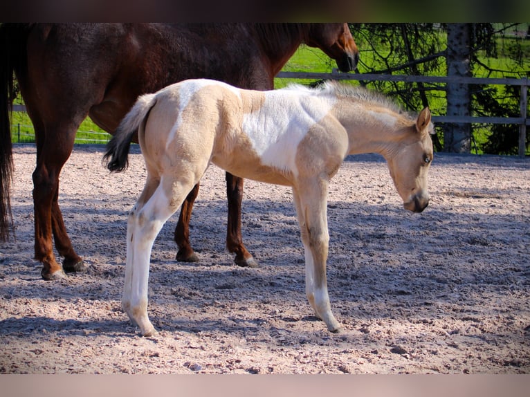 American Paint Horse Merrie Veulen (02/2026) 152 cm Tobiano-alle-kleuren in Oppenweiler