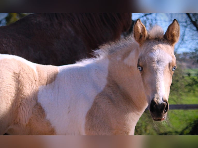 American Paint Horse Merrie Veulen (02/2026) 152 cm Tobiano-alle-kleuren in Oppenweiler