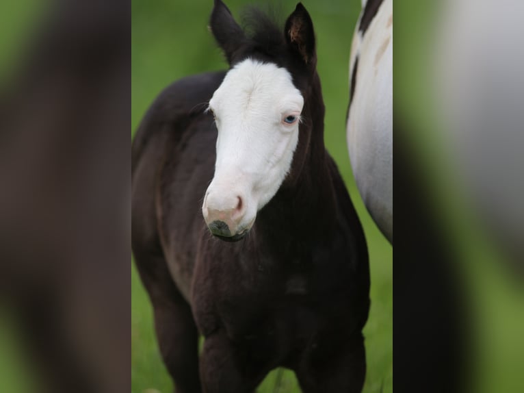 American Paint Horse Merrie Veulen (03/2026) 152 cm Zwart in Fritzlar