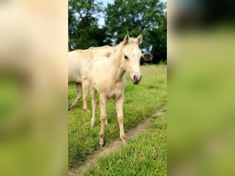 American Paint Horse Merrie Veulen (04/2026) 153 cm Buckskin in Rödinghausen