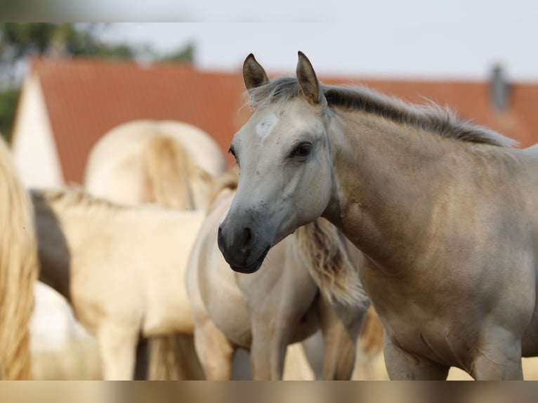 American Paint Horse Merrie Veulen (04/2026) 153 cm Buckskin in Rödinghausen