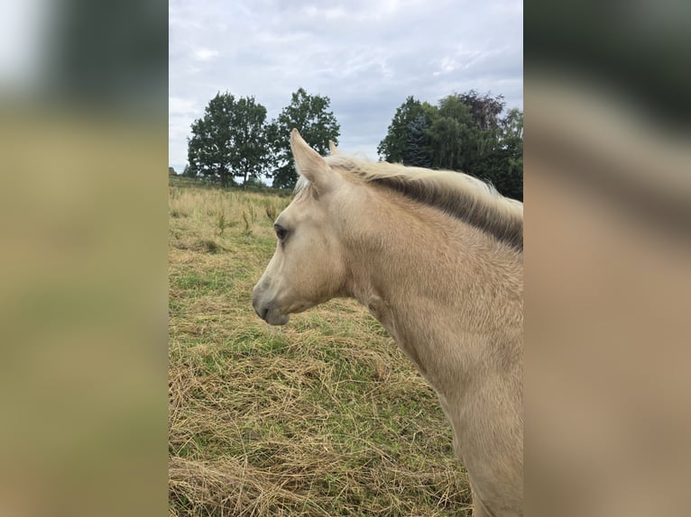 American Paint Horse Merrie Veulen (04/2026) 153 cm Buckskin in Rödinghausen