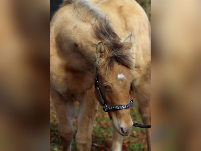 American Paint Horse Merrie Veulen (05/2025) 153 cm Champagne in Hellenthal
