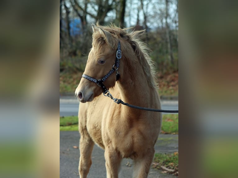 American Paint Horse Merrie Veulen (05/2025) 153 cm Champagne in Hellenthal