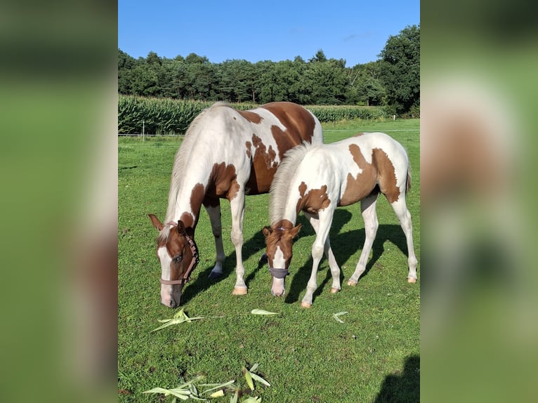 American Paint Horse Merrie Veulen (04/2025) 153 cm Red Dun in Uelsen