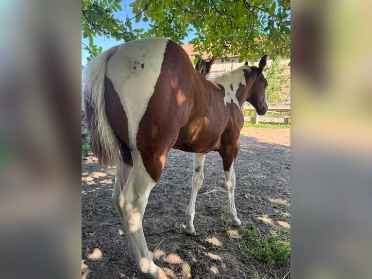 American Paint Horse Merrie Veulen (05/2026) 153 cm Tobiano-alle-kleuren in Willerstedt