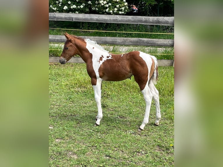 American Paint Horse Merrie Veulen (05/2026) 153 cm Tobiano-alle-kleuren in Willerstedt