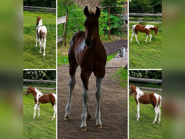 American Paint Horse Merrie Veulen (05/2026) 153 cm Tobiano-alle-kleuren in Willerstedt