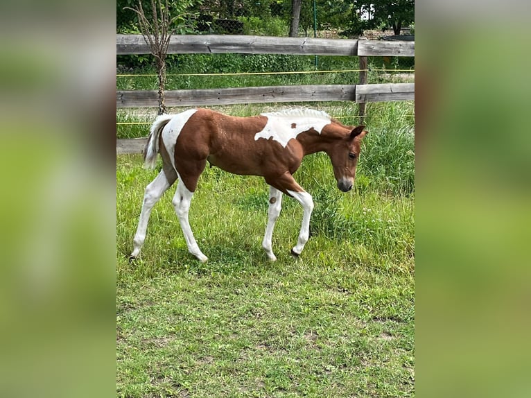 American Paint Horse Merrie Veulen (05/2026) 153 cm Tobiano-alle-kleuren in Willerstedt