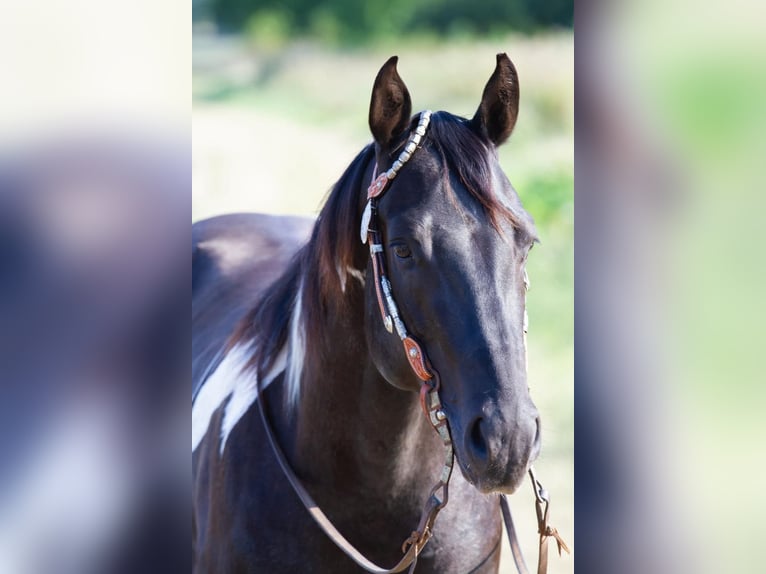 American Paint Horse Merrie Veulen (05/2026) 153 cm Tobiano-alle-kleuren in Willerstedt