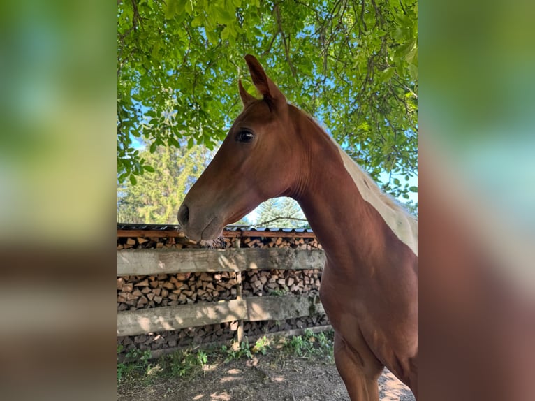 American Paint Horse Merrie Veulen (05/2026) 153 cm Tobiano-alle-kleuren in Willerstedt
