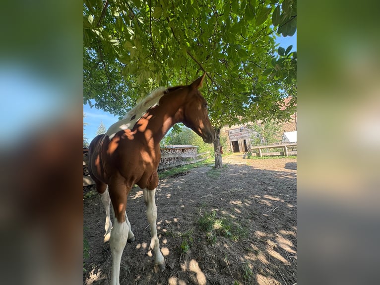 American Paint Horse Merrie Veulen (05/2026) 153 cm Tobiano-alle-kleuren in Willerstedt