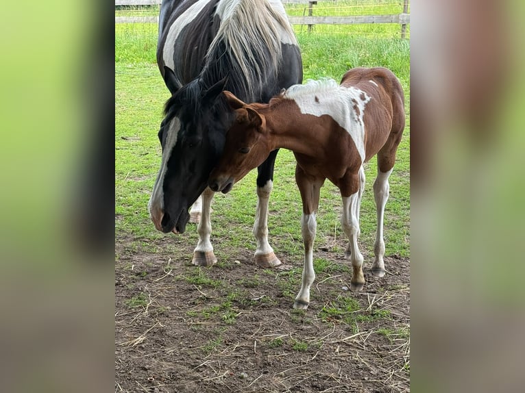 American Paint Horse Merrie Veulen (05/2026) 153 cm Tobiano-alle-kleuren in Willerstedt