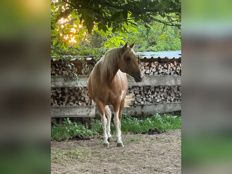 American Paint Horse Merrie Veulen (05/2026) 153 cm Tobiano-alle-kleuren in Willerstedt