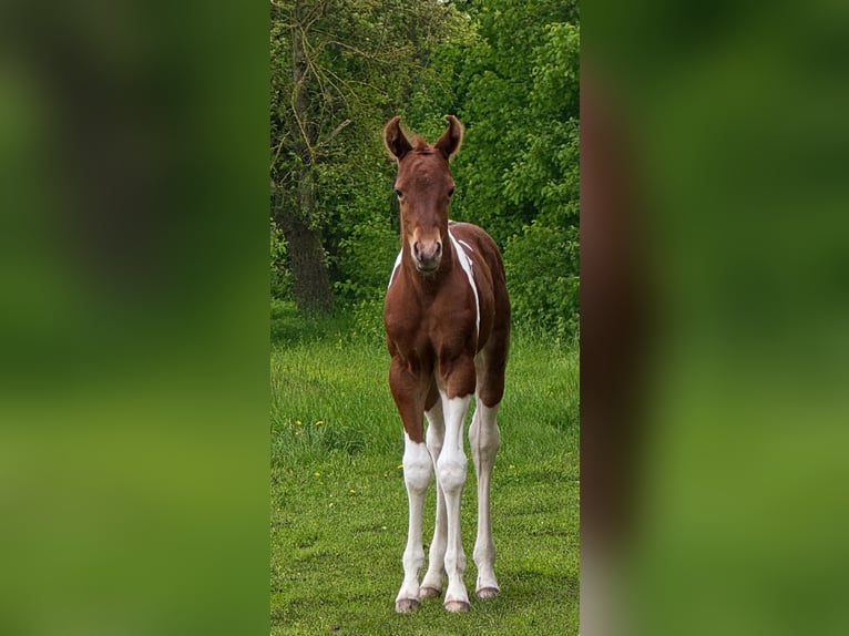 American Paint Horse Merrie Veulen (05/2026) 153 cm Tobiano-alle-kleuren in Willerstedt