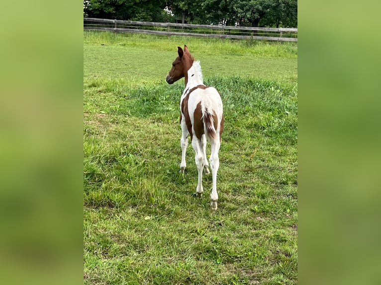 American Paint Horse Merrie Veulen (05/2026) 153 cm Tobiano-alle-kleuren in Willerstedt