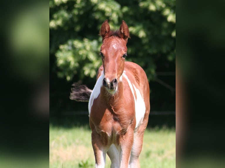 American Paint Horse Merrie Veulen (04/2026) 154 cm Gevlekt-paard in Düsseldorf