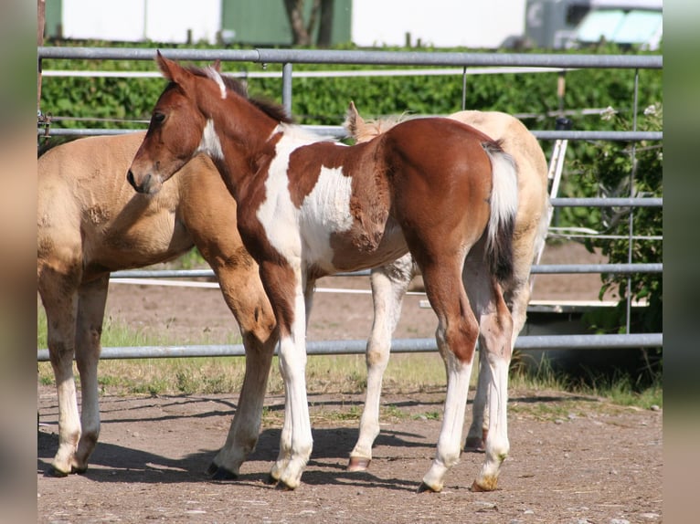 American Paint Horse Merrie Veulen (04/2026) 154 cm Gevlekt-paard in Düsseldorf