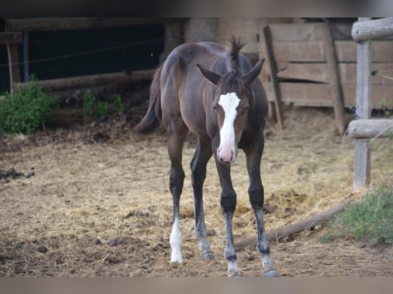 American Paint Horse Merrie Veulen (04/2026) 155 cm Donkerbruin in Thodure