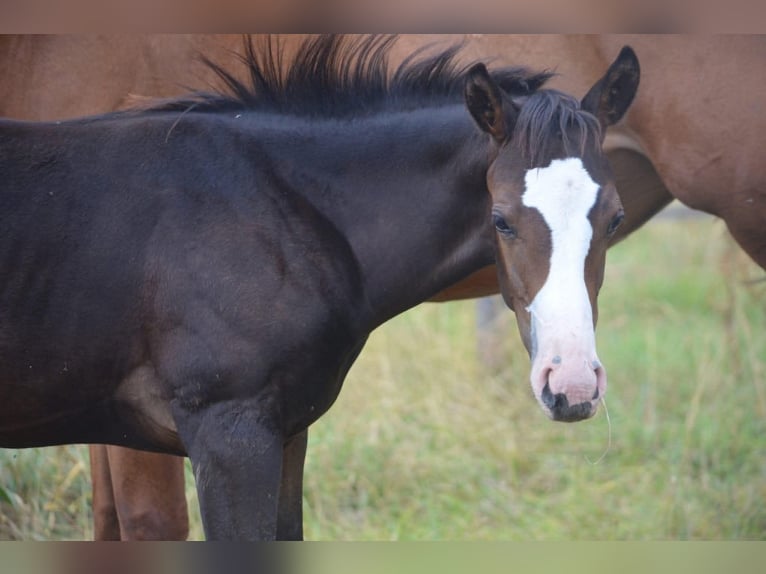 American Paint Horse Merrie Veulen (04/2026) 155 cm Donkerbruin in Thodure