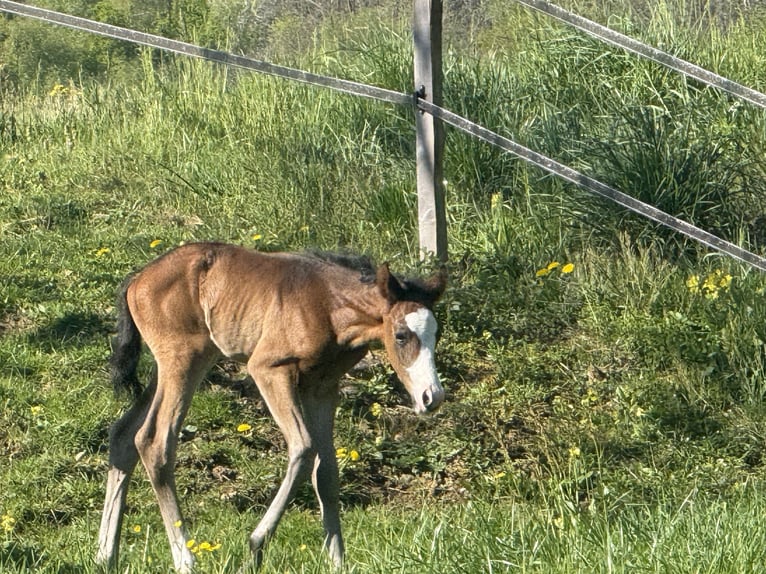 American Paint Horse Merrie Veulen (04/2026) 155 cm Donkerbruin in Thodure