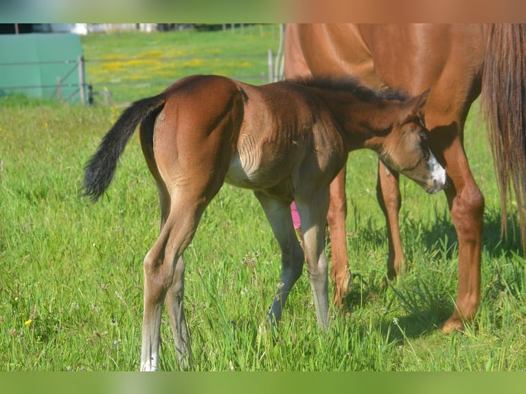 American Paint Horse Merrie Veulen (04/2026) 155 cm Donkerbruin in Thodure