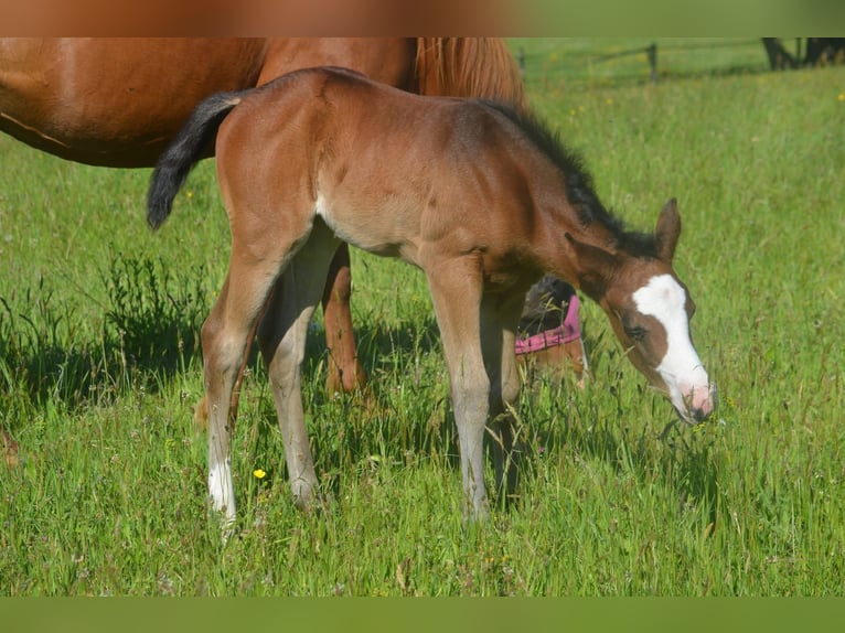 American Paint Horse Merrie Veulen (04/2026) 155 cm Donkerbruin in Thodure