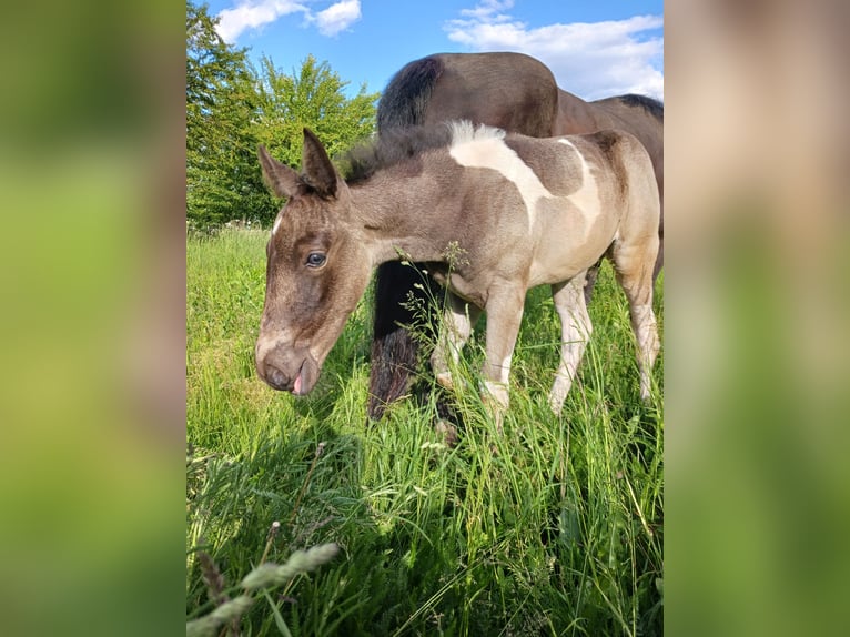 American Paint Horse Mix Merrie Veulen (04/2025) 155 cm Gevlekt-paard in Paternion