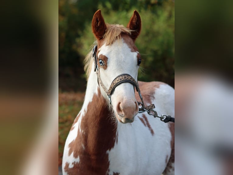 American Paint Horse Merrie Veulen (05/2025) 155 cm Overo-alle-kleuren in Hellenthal
