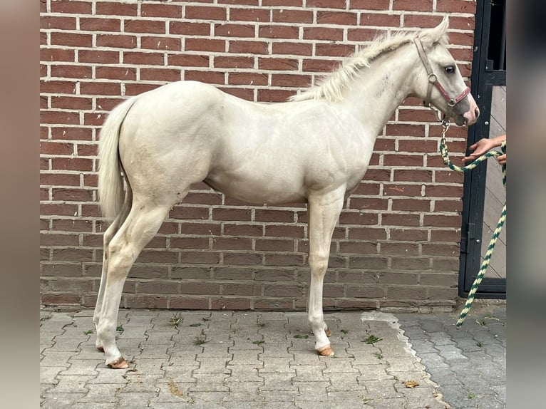 American Paint Horse Merrie Veulen (04/2026) 155 cm Palomino in Dinslaken