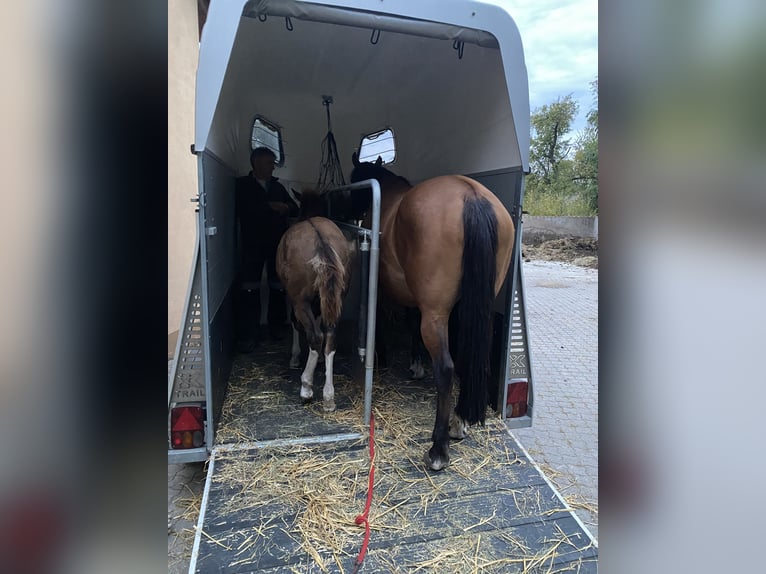 American Paint Horse Mix Merrie Veulen (06/2026) 155 cm Tobiano-alle-kleuren in Niederstetten