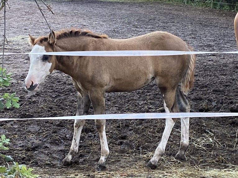 American Paint Horse Mix Merrie Veulen (06/2026) 155 cm Tobiano-alle-kleuren in Niederstetten