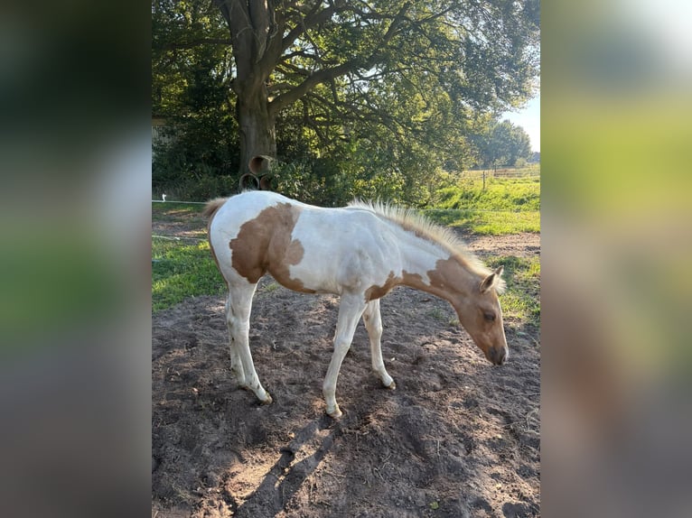 American Paint Horse Merrie Veulen (07/2026) 155 cm Tobiano-alle-kleuren in Saterland